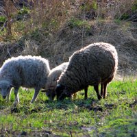 Травку овечки на поле жевали. :: nadyasilyuk Вознюк