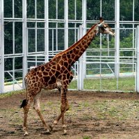 Жираф однажды прогуливался важно. :: nadyasilyuk Вознюк Жираф однажды прогуливался важно. :: nadyasilyuk Вознюк