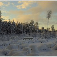 Зима на болоте :: Aleksandr Gal Зима на болоте :: Aleksandr Gal