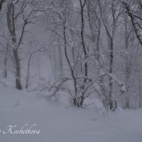 Природа Крыма :: Amazing Cosmea