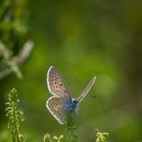 Лесная фея :: Игорь Шевченко