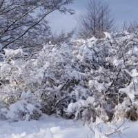 В окрестностях Калининграда :: Рита Симонова