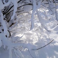 В окрестностях Калининграда :: Рита Симонова