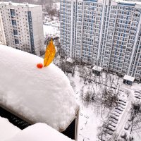 А у нас во дворе снегу по самую шапку,,,) :: Анатолий Колосов
