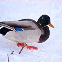 Босиком холодно однако... :: Валентина  Нефёдова 