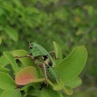 *** :: Зоя Мишина