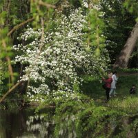 фотографирование цветов :: sv.kaschuk 