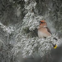 Невеста в тумане. :: Светлана Ивановна Медведева