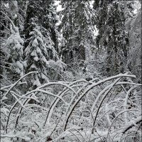 Лесные переплетения! :: Надежда 