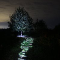 Волшебный дуб. :: Василий Капитанов