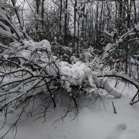Сезон нецветной фотографии продолжается :: Андрей Лукьянов