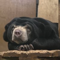 Малайский медвежонок :: <<< Наташа >>>