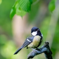 Синичка :: Владимир Лазарев