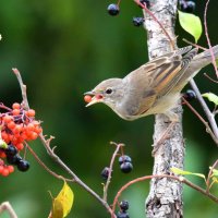 Осеннее изобилие :: Михаил Белоусов