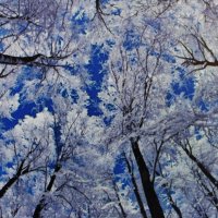 Уходящие в высь :: Людмила Смородинская