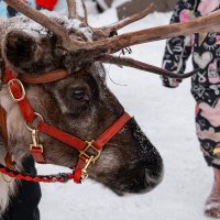 Северный олень в городе :: Илья Шенгелия