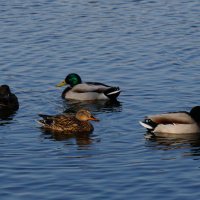Станьте утки в круг... :: Николай Саржанов