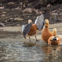 огарь в полете. :: юрий макаров