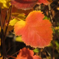 прекрасный октябрь :: Елена Шаламова