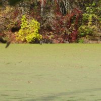 осенняя зарисовка :: Елена Шаламова