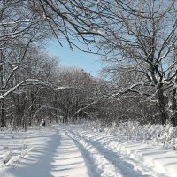 Проложить лыжню в чаще... :: Андрей Заломленков