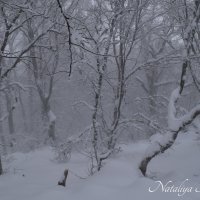 Природа Крыма :: Amazing Cosmea