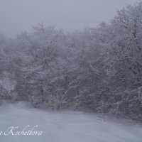 Природа Крыма :: Amazing Cosmea