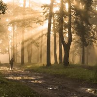 Тропинка через бор :: елена беликова