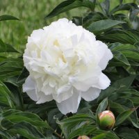 Пион :: Лариса С.