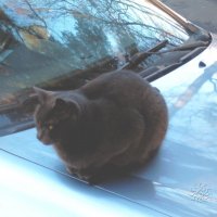 Кот на капоте :: Юлия ЮГ