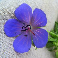 Цветочек   луговой   герани. :: Галина Кузьмина