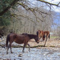 Солох Аул. Прогулка у реки :: Tata Wolf