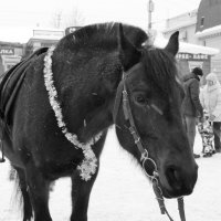 Сивка-бурка :: Maria Rainer