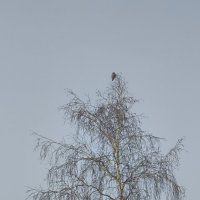 Воробьиный сыч :: Anna Ivanova