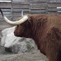 Обитатель зоопарка :: Freddy 97