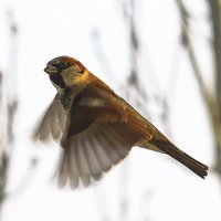 Воробей vulgaris Или Passer domesticus (воробей домовый) :: Владимир Насыпаный 