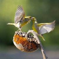 Зеленушки :: Валерий Черняк