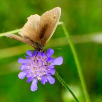 опять про бабочек...322 :: Александр Прокудин