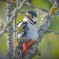 высоко спрятался малыш... :: Andrey Bragin 