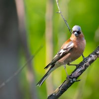 Зяблик :: Владимир Лазарев