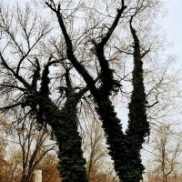 Январь :: Георгиевич 