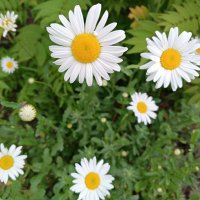 Капелька тепла в зимнюю стужу :: Любовь Сахарова