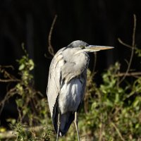 Большая голубая цапля. :: Alexander Amromin