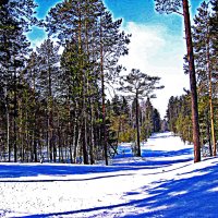 Лесная просека! :: Владимир 