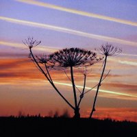 На закате :: Людмила Смородинская