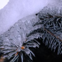 Стеклянная ель. :: Марина Леонидовна