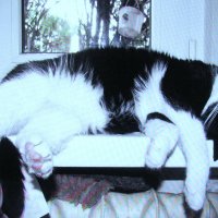 Балдеет :: Людмила Смородинская