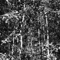 Фотография :: Денис Безногов