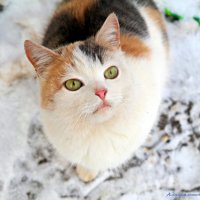 Давай вкусняшку фототограф за фотосессию! :-) :: Андрей Заломленков