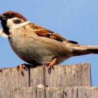 Воробей. :: nadyasilyuk Вознюк